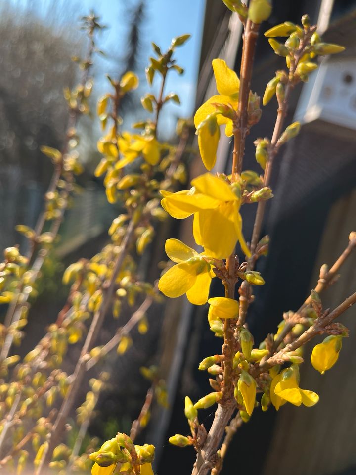 Forsythie, Goldglöckchen günstig abzugeben in Magdeburg