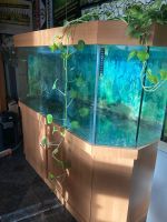 Großes Aquarium LETZTES Preisangebot Sachsen-Anhalt - Halle Vorschau