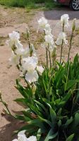 Schwertlilie "Iris barbata-nana" Mecklenburg-Vorpommern - Dersekow Vorschau