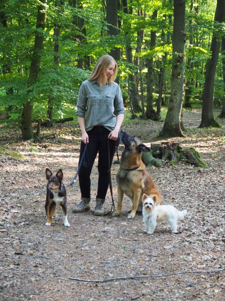 Professioneller Gassi-Service/ Dogwalking in Wiesbaden in Wiesbaden