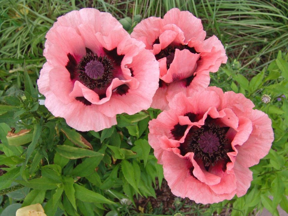 Orientalischer Mohn - große rosa Blüten - Mehrjährig - 500 Samen in Rietberg