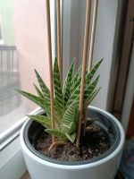 Tiger Aloe - Aloe variegata - ableger Sachsen - Meerane Vorschau