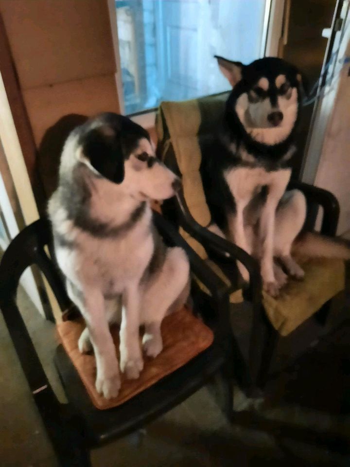 Huskys Akita Inu in Schönebeck (Elbe)