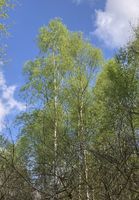 Maiele –  Maibäume – Birken Bayern - Neusäß Vorschau