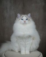 Ragdoll Katze/Kater mit Stammbaum Bielefeld - Altenhagen Vorschau