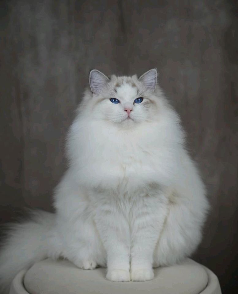 Ragdoll Katze/Kater mit Stammbaum in Bielefeld