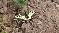 Gartenpflege vom Natur- und Landschaftspfleger - SHA und CR Baden-Württemberg - Vellberg Vorschau