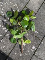 Ableger von Pilea peperomioides, Glückstaler Baden-Württemberg - Karlsruhe Vorschau