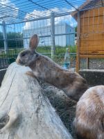 Hasen (Kaninchen) Bayern - Fürth Vorschau