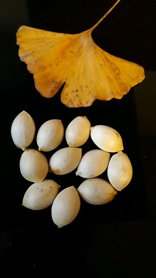 Ginkgo Biloba 20 Samen Nüsse Satgut Seeds Baum in Nußloch