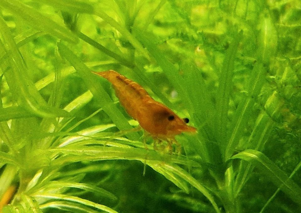 Neocaridina davidi var. orange in Finsterwalde