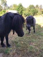 2 Mini Shettys zu verkaufen Sachsen-Anhalt - Quedlinburg Vorschau