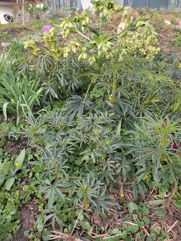 Nieswurz Staude Naturgarten Wildstaude Insekten in Mauern