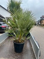 Chamaerops Humilis (Zwergpalme) winterhart Baden-Württemberg - Wimsheim Vorschau