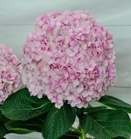 Ballhortensie Dolly Buster 40-60cm - Hydrangea macrophylla Niedersachsen - Bad Zwischenahn Vorschau