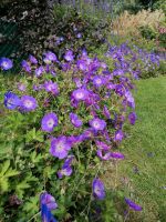 Storchschnabel Rozanne Geranium Stauden Niedersachsen - Welle Vorschau