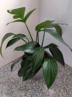 Philodendron Dragon Tail ohne Übertopf Hessen - Helsa Vorschau