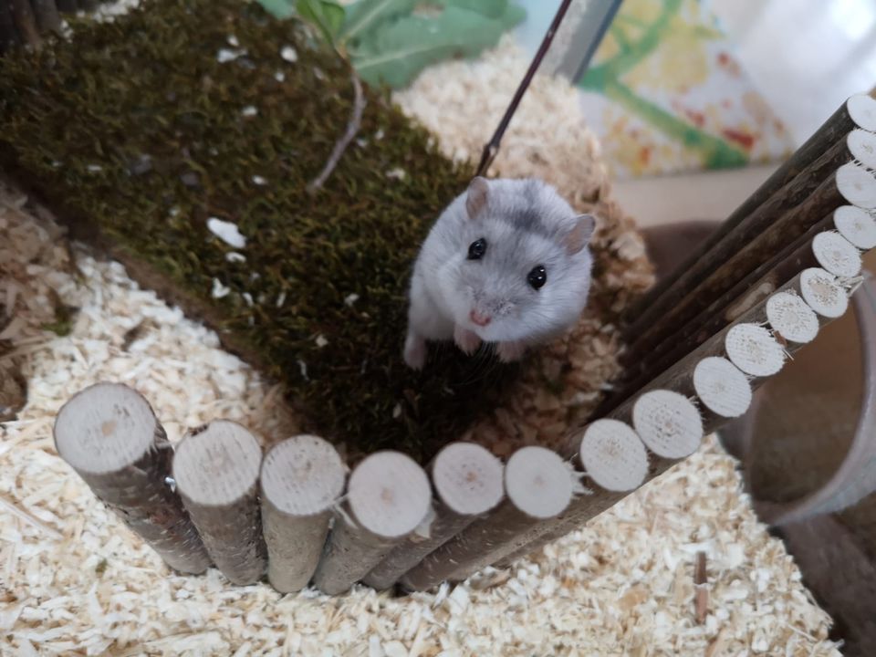 Hamster Villa Nagarium in Aschaffenburg