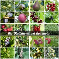 Bio-Obstbäume, Apfelbäume, Birnenbäume, alte Sorten, Beerenobst Niedersachsen - Cloppenburg Vorschau