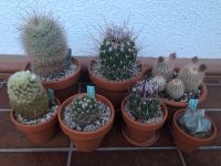 Diverse Kakteen mammillaria astrophytum escobaria echinocereus Bayern - Puchheim Vorschau