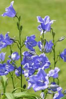 gr.Töpfe blaue pfirsichblättrige Glockenblume/Campunala persiflor Niedersachsen - Appel Vorschau