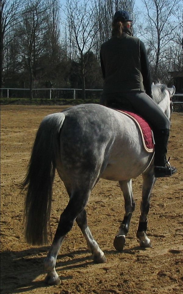 Erfahrene, wetterfeste Reiterin sucht Reitbeteiligung in Wiesbaden