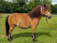 Mini Shetty Pony - Stute Niedersachsen - Wildeshausen Vorschau