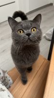 Katze zu verkaufen Dortmund - Eving Vorschau