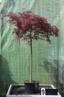 Acer palmatum ´Inaba Shidare´ Ahornwochen Sonderangebot Ahorn Hessen - Dietzhölztal Vorschau