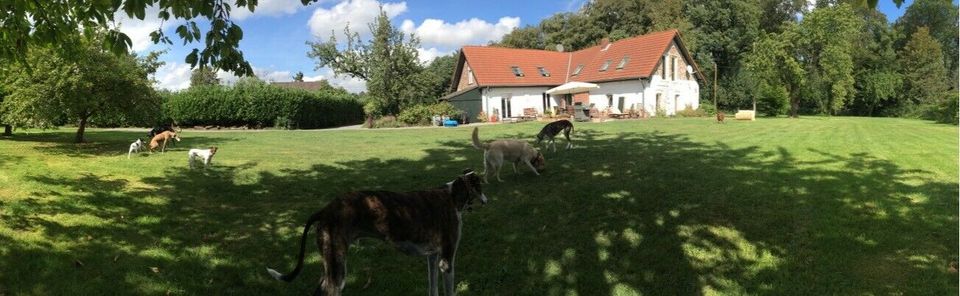 Individuelles Luxus Hundehotel in Ratingen