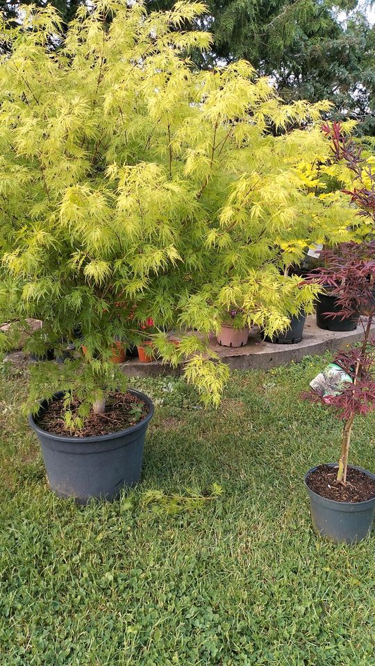 Japanischer Ahorn, Acer palmatum seiryu, Japangarten, Koiteich in Derenburg