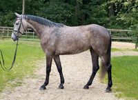 Holsteiner Springpferd Stute Clarimo x Contender 5j Niedersachsen - Hoya Vorschau