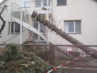 Baum Notdienst, Notfällung, Sturmschadenbeseitigung Berlin Berlin - Zehlendorf Vorschau