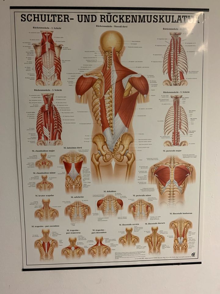 Anatomie Tafeln in Haldensleben