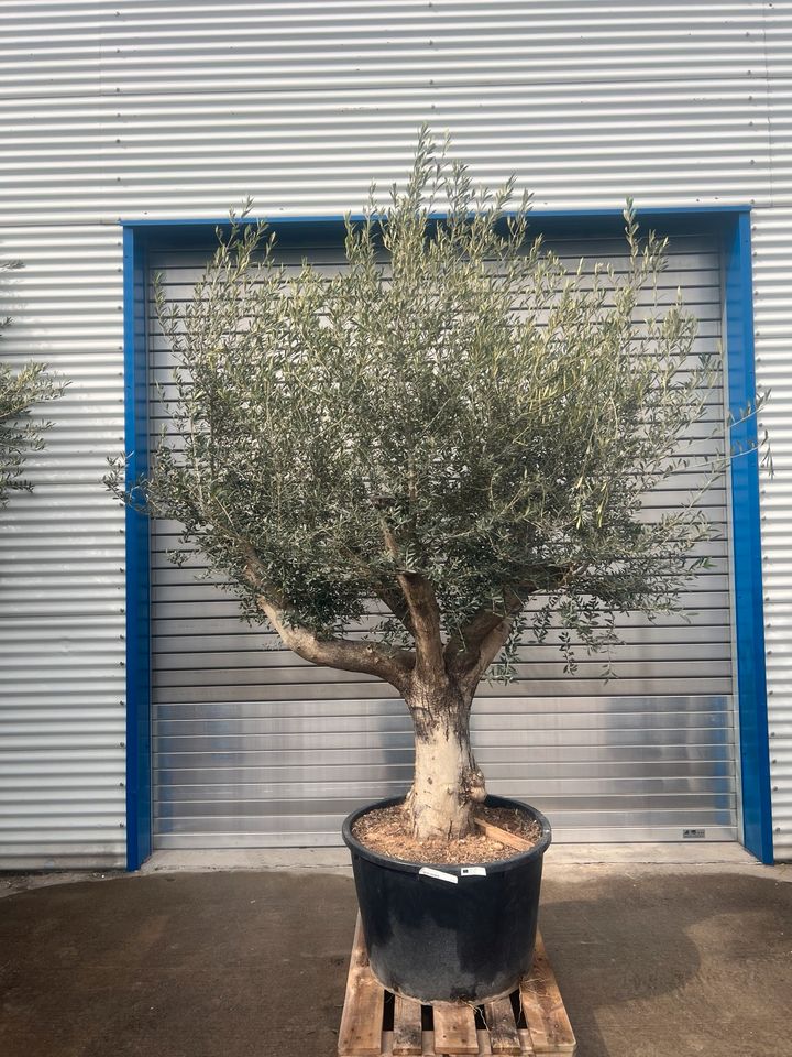 Olivenbaum Olea europea winterhart in Altlußheim