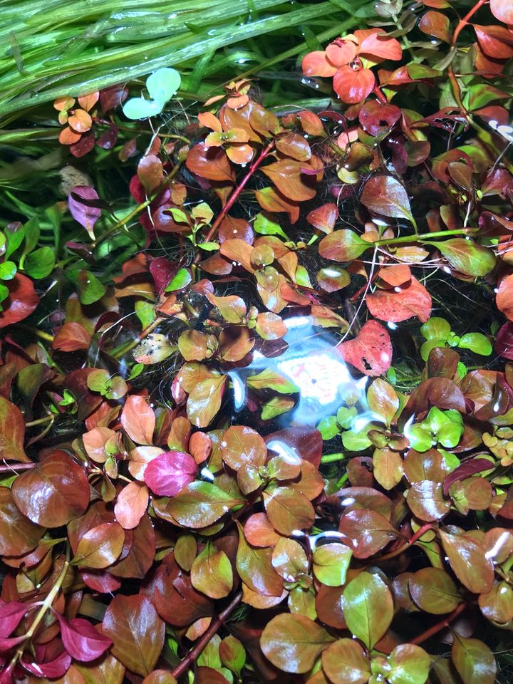 Sumpflöffelchen, Ludwigia palustris, Aquarium Wasserpflanze in Oberirsen