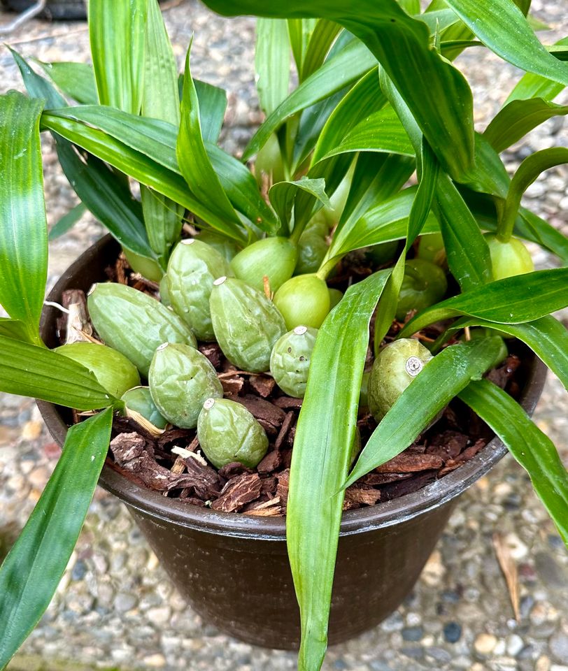 coelogyne cristata in Bad Friedrichshall