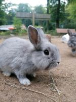 Hilfe im Haus und Garten / Tiere Sachsen - Bad Gottleuba-Berggießhübel Vorschau