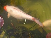 Japan-Koi der Gattung Kohaku Baden-Württemberg - Ottenhöfen Vorschau