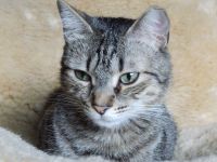 Kater Shorty aus Quickborn hat es nicht geschafft Kreis Pinneberg - Quickborn Vorschau