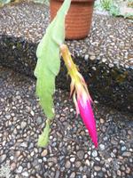 schönen lilafarbenen blattkaktus /Epiphyllum Rheinland-Pfalz - Bad Ems Vorschau