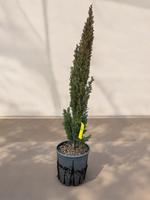 Mediterrane Zypresse (Cupressus sempervirens 'Totem') – 80-100 cm Bayern - Großheubach Vorschau