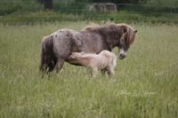 Minishetty / Dt. Partbred Shetlandpony /Mini Appaloosa Nordrhein-Westfalen - Oberhausen Vorschau