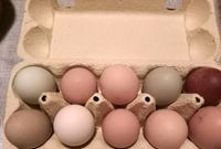 Frische Eier von glücklichen Hühnern Bayern - Marxheim Vorschau