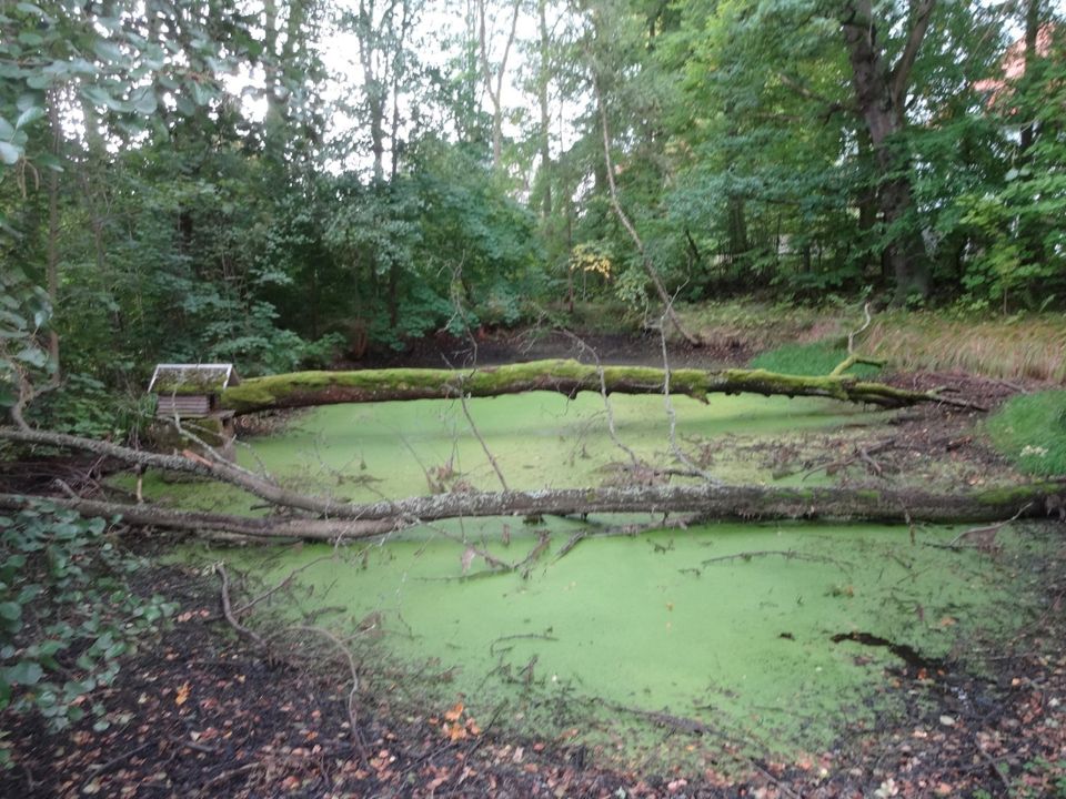 Großes und traumhaftes Grundstück mit Teich! in Bad Brambach