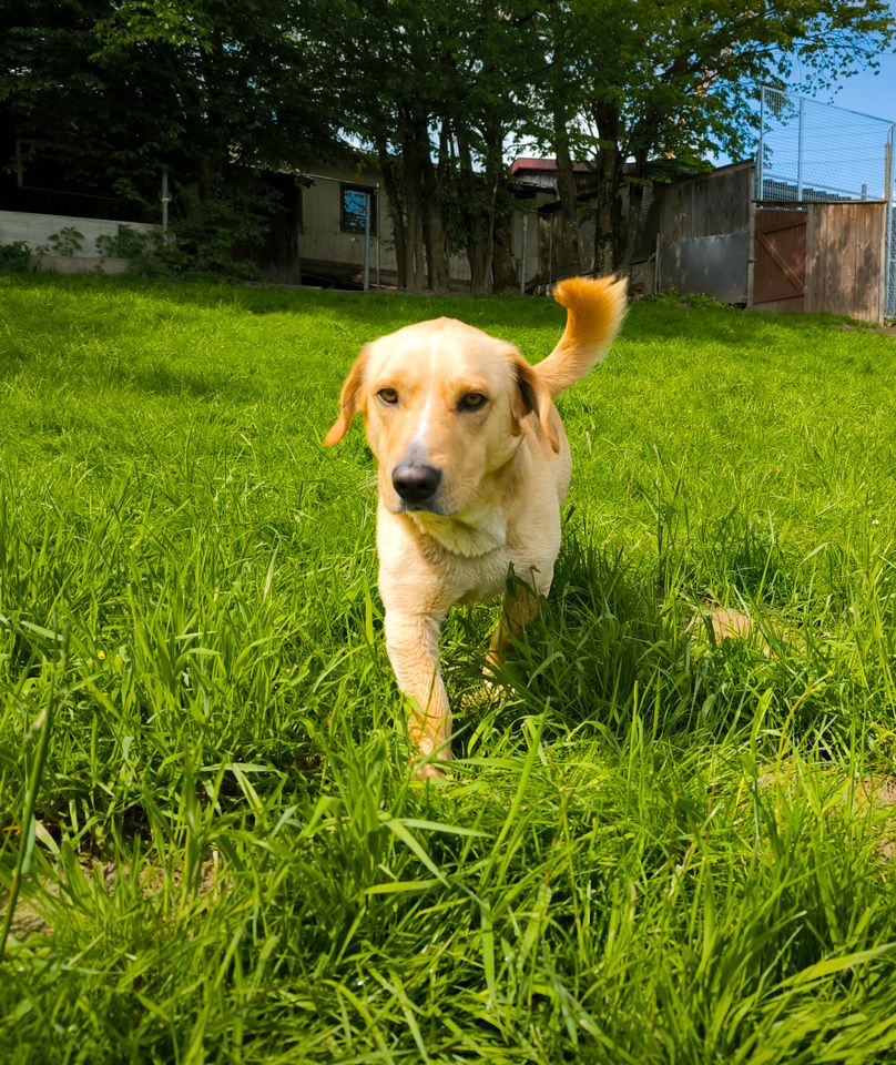 Oli sucht ein neues Zuhause in Pfarrkirchen