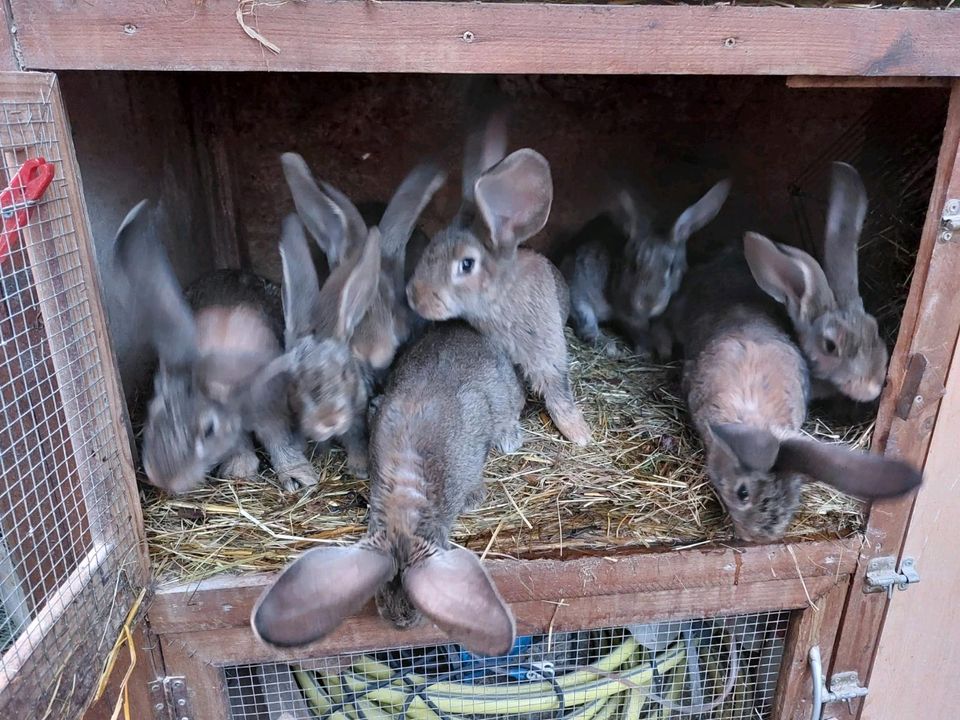 Kaninchen Riesen deutsche in Ofterdingen