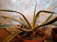 AGAVE Amerikana sukkulente KAKTUS Nordrhein-Westfalen - Mönchengladbach Vorschau