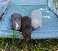 Zwergrex Kaninchen Babys❤️ Weibchen ❤️ blaue Augen Niedersachsen - Asendorf (bei Bruchhausen-Vilsen) Vorschau