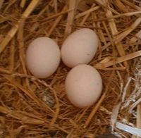 (Brut) - Eier diverser Zwerghühner Nordwestmecklenburg - Landkreis - Dassow Vorschau